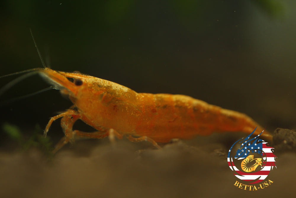 Orange Sunkist -  Freshwater Neocaridina Aquarium Shrimp. Live Guarantee - Betta USA Aquatic