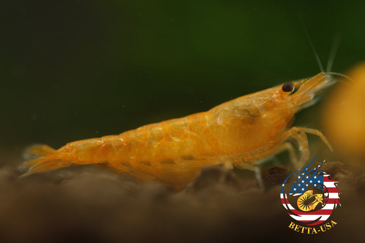 Orange Sunkist -  Freshwater Neocaridina Aquarium Shrimp. Live Guarantee