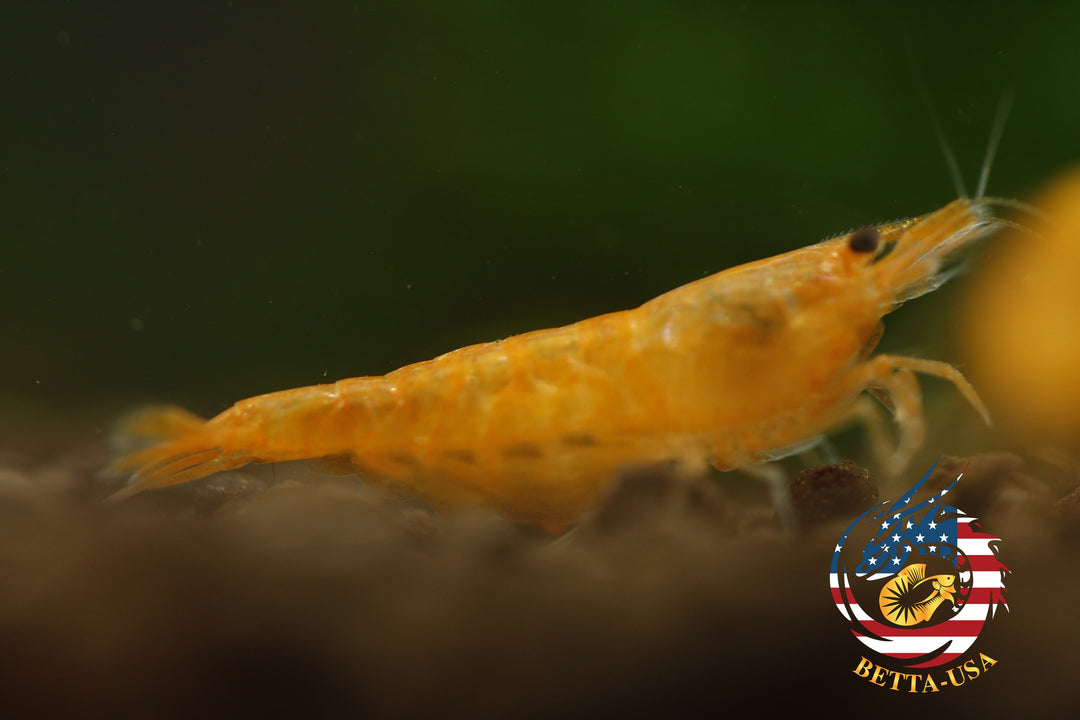 Orange Sunkist -  Freshwater Neocaridina Aquarium Shrimp. Live Guarantee