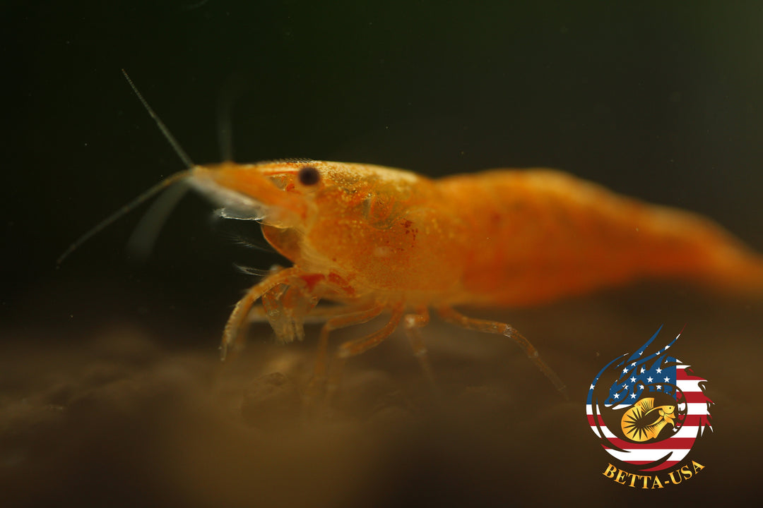 Orange Sunkist -  Freshwater Neocaridina Aquarium Shrimp. Live Guarantee