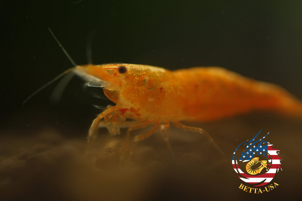 Orange Sunkist -  Freshwater Neocaridina Aquarium Shrimp. Live Guarantee - Betta USA Aquatic