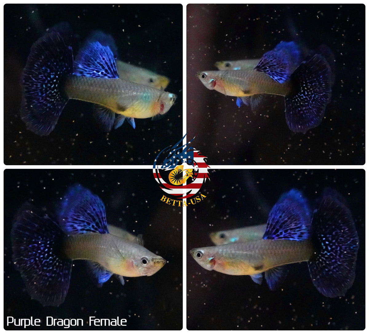 Aquarium Guppy Fish High Quality - Purple Dragon - Betta USA Aquatic