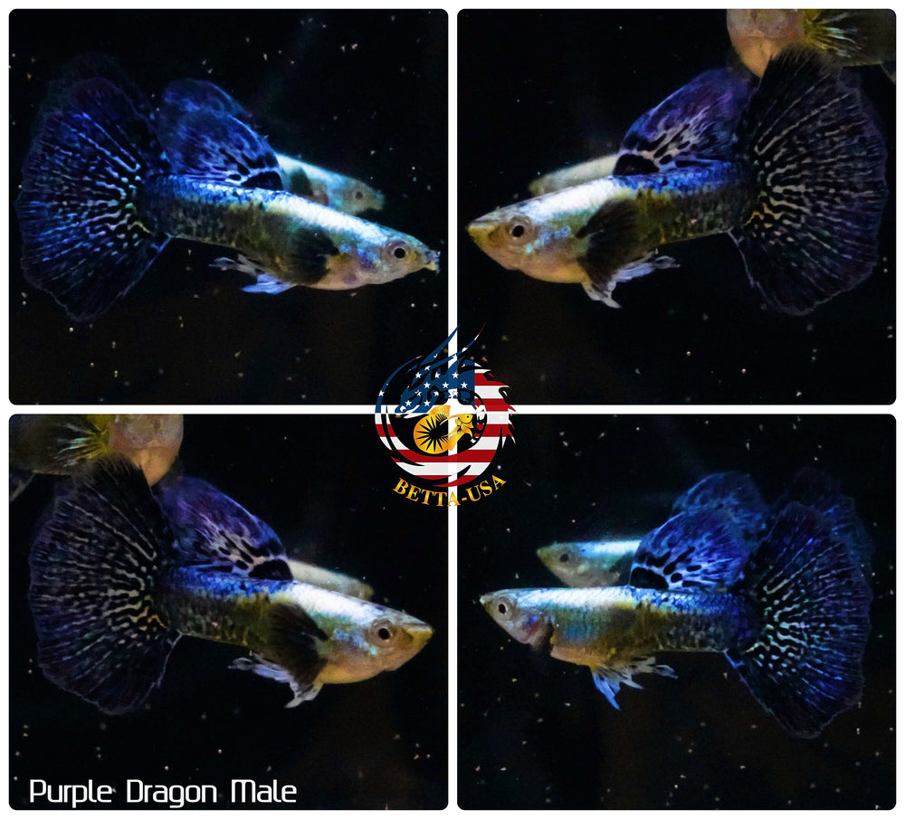 Aquarium Guppy Fish High Quality - Purple Dragon - Betta USA Aquatic