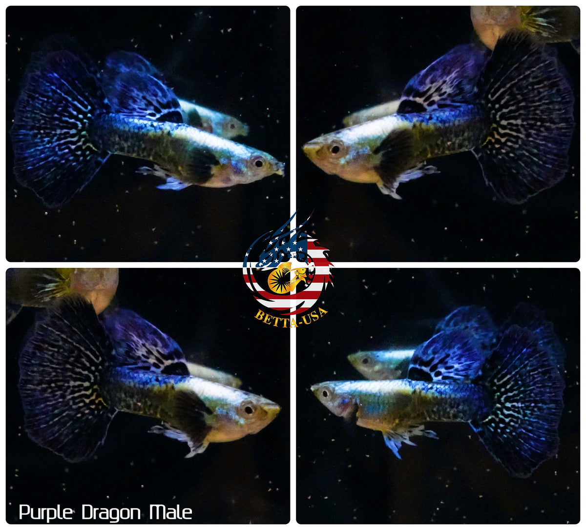 Aquarium Guppy Fish High Quality - Purple Dragon - Betta USA Aquatic