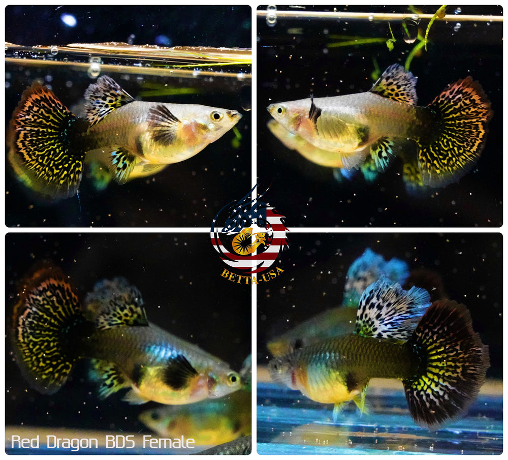 Live Aquarium Guppy Fish High Quality - Red Dragon BDS - Betta USA Aquatic