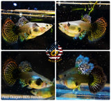 Live Aquarium Guppy Fish – Red Dragon Halfmoon BDS, 5 Breeding Pairs, High Quality, USA