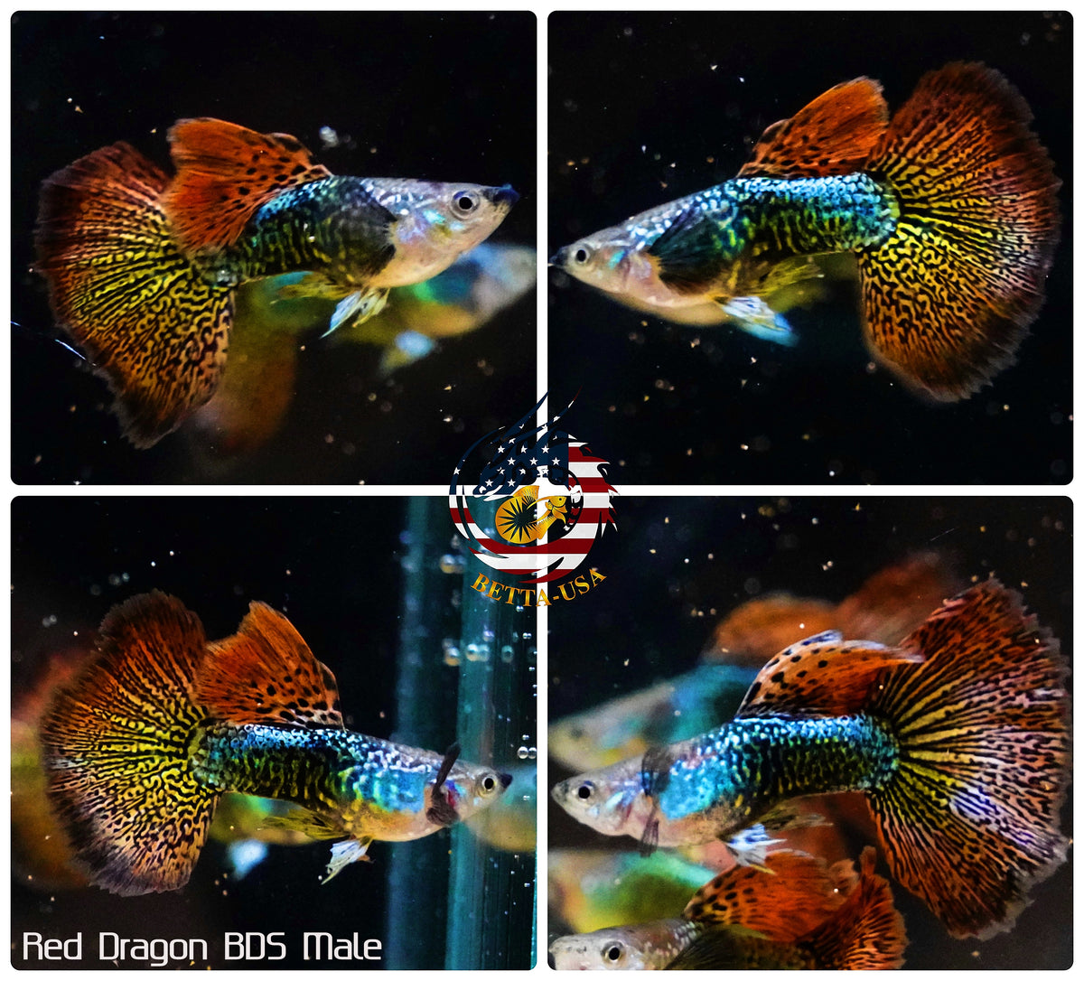 Live Aquarium Guppy Fish High Quality - Red Dragon BDS - Betta USA Aquatic