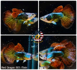 Live Aquarium Guppy Fish High Quality - Red Dragon BDS