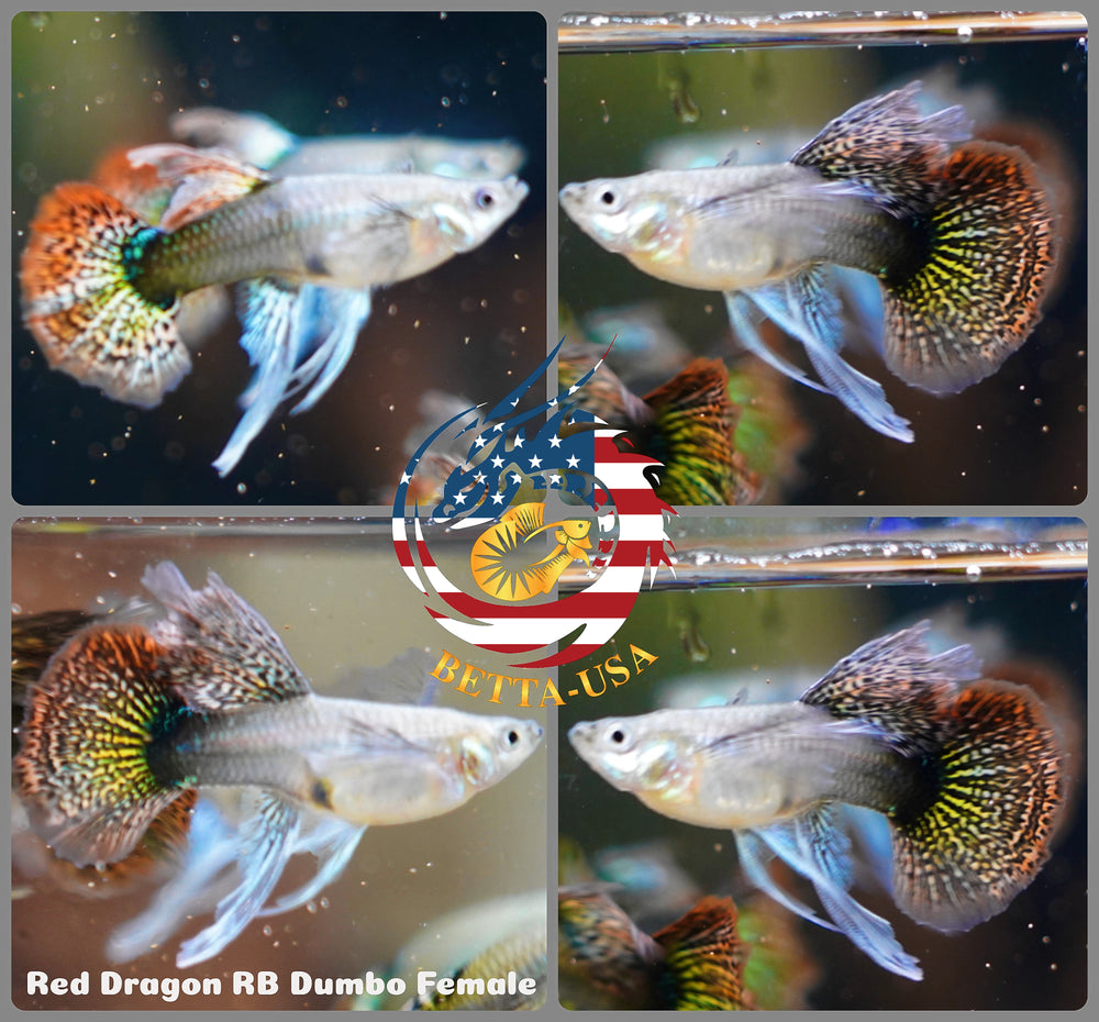 Aquarium Guppy Fish High Quality - Red Dragon Ribbon BDS - Betta USA Aquatic