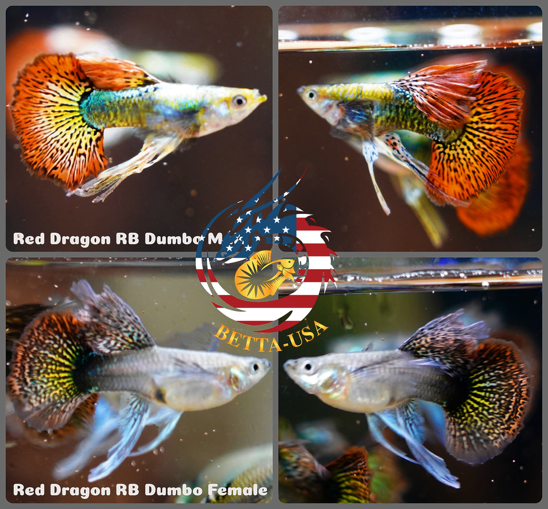 Aquarium Guppy Fish High Quality - Red Dragon Ribbon BDS