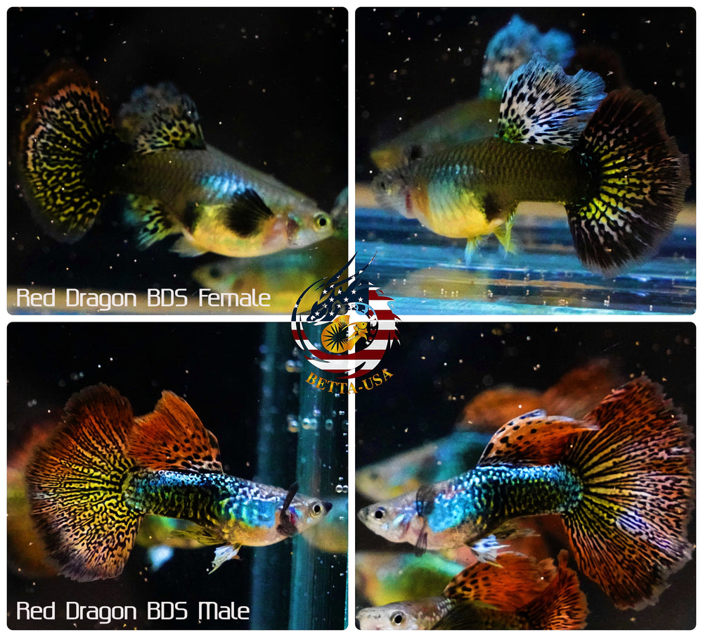 Live Aquarium Guppy Fish High Quality - Red Dragon BDS - Betta USA Aquatic