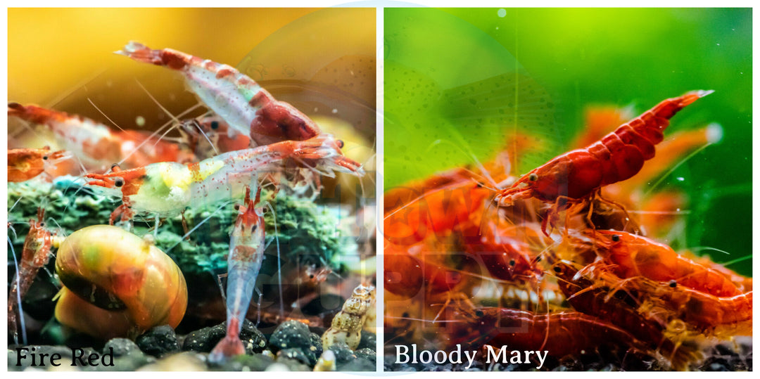 (COMBO ) 10+1 Red Rili & 10+1 Bloody Mary  Freshwater Neocaridina Aquarium Shrirmp