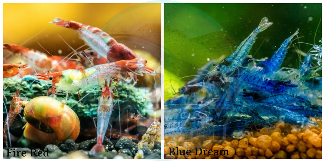 (COMBO ) 10+1 Red Rili & 10+1 Blue Dream Freshwater Neocaridina Aquarium Shrirmp