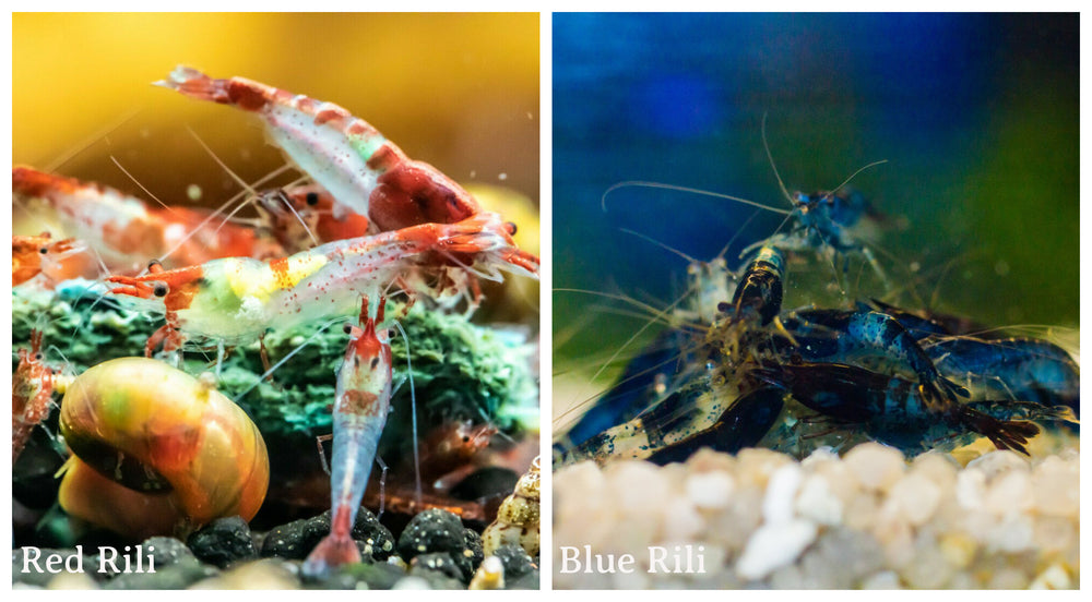 (COMBO ) 10+1 Red Rili & 10+1 Blue Rili Freshwater Neocaridina Aquarium Shrirmp - Betta USA Aquatic