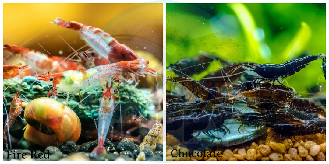 (COMBO ) 10+1 Red Rili & 10+1 Chocolate  Freshwater Neocaridina Aquarium Shrirmp