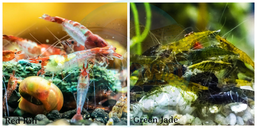 (COMBO ) 10+1 Red Rili & 10+1 Green Jade Freshwater Neocaridina Aquarium Shrirmp