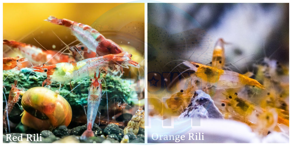 (COMBO ) 10+1 Red Rili & 10+1 Orange Rili  Freshwater Neocaridina Aquarium Shrirmp - Betta USA Aquatic