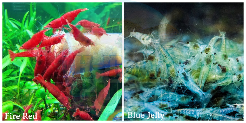 (COMBO ) 10+1 Fire Red & 10+1 Blue Jelly Freshwater Neocaridina Aquarium Shrimp - Betta USA Aquatic