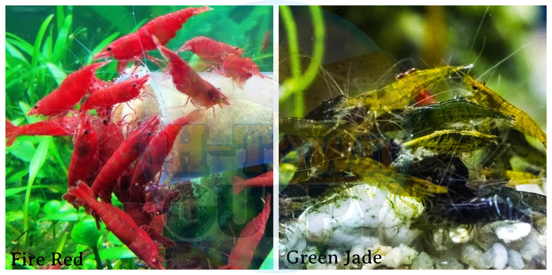 (COMBO ) 10+1 Fire Red & 10+1 Green Jade Freshwater Neocaridina Aquarium Shrimp