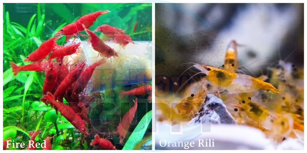 (COMBO ) 10+1 Fire Red & 10+1 Orange Rili Freshwater Neocaridina Aquarium Shrimp - Betta USA Aquatic