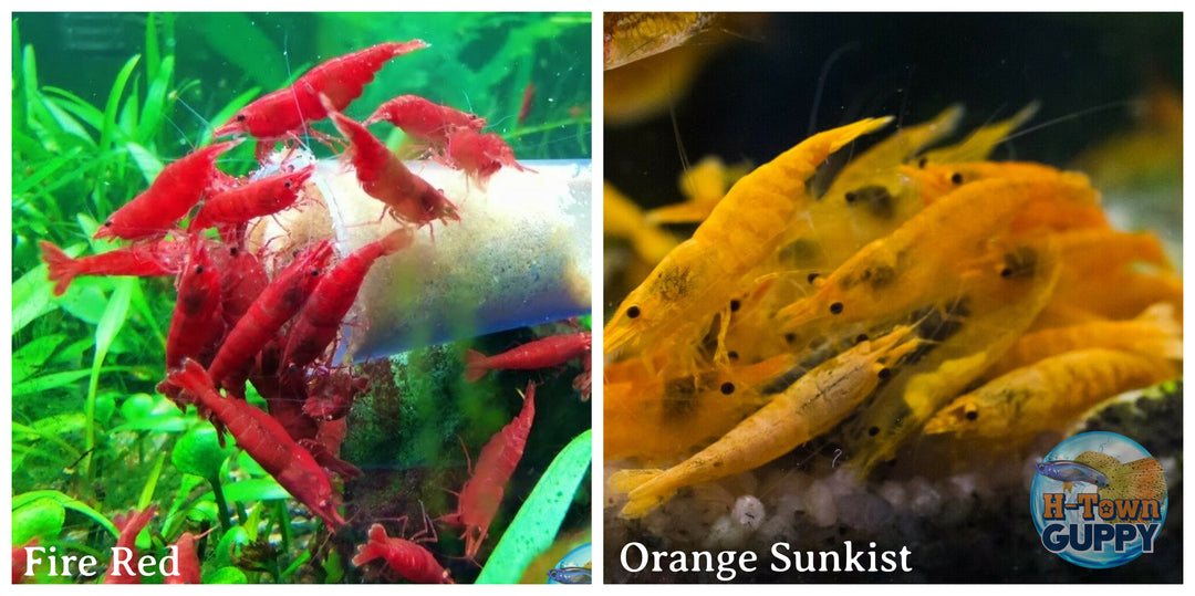 (COMBO ) 10+1 Fire Red & 10+1 Sunkist Freshwater Neocaridina Aquarium Shrimp