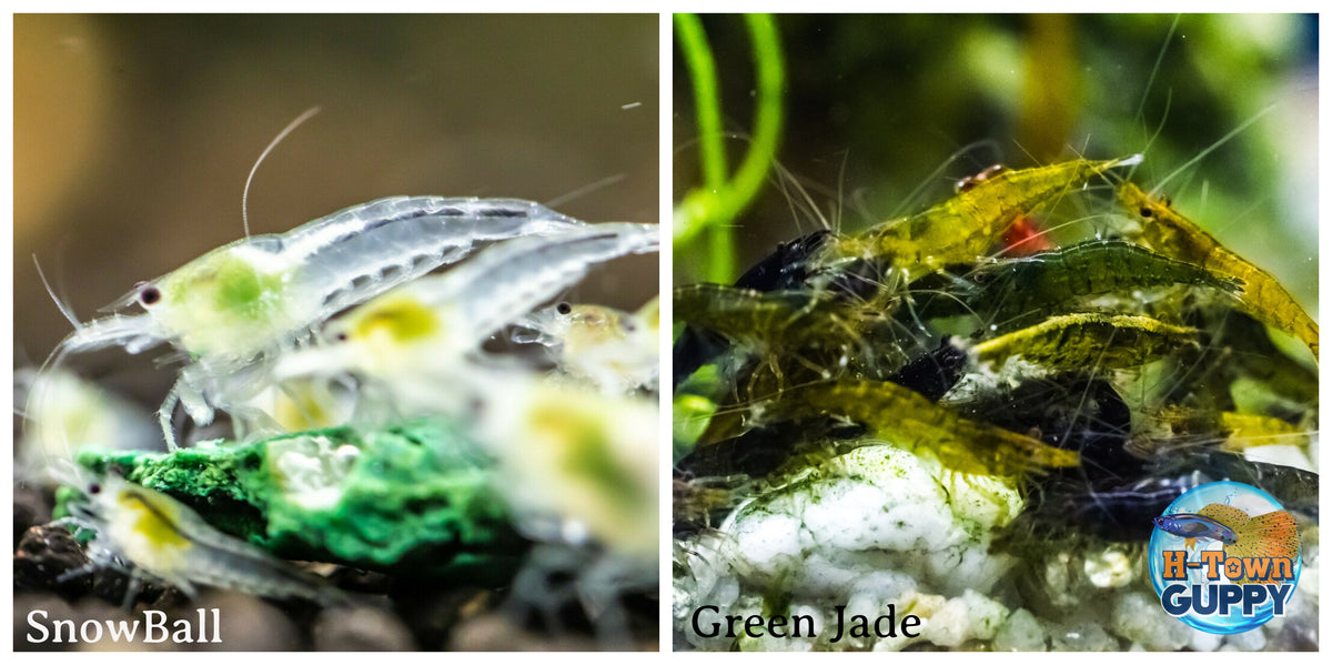 (COMBO ) 10+1 Snowball & 10+1 Green Jade Freshwater Neocaridina Aquarium Shrirmp