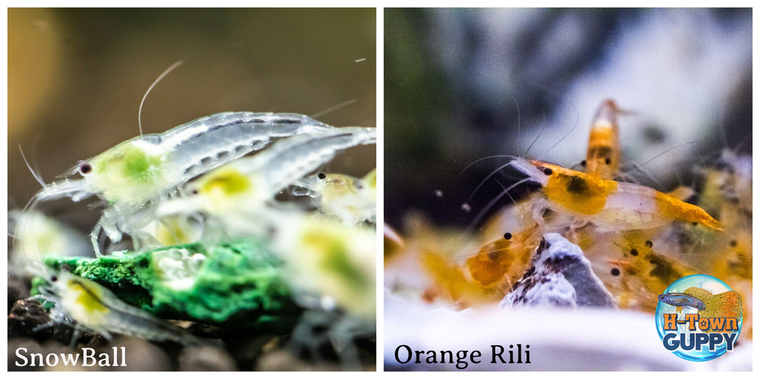 (COMBO ) 10+1 Snowball & 10+1 Orange Rili Freshwater Neocaridina Aquarium Shrirmp