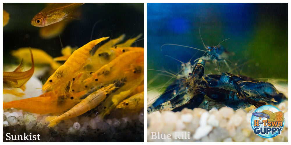 (COMBO ) 10+1 Sunkist & 10+1 Blue Rili Freshwater Neocaridina Aquarium Shrirmp - Betta USA Aquatic