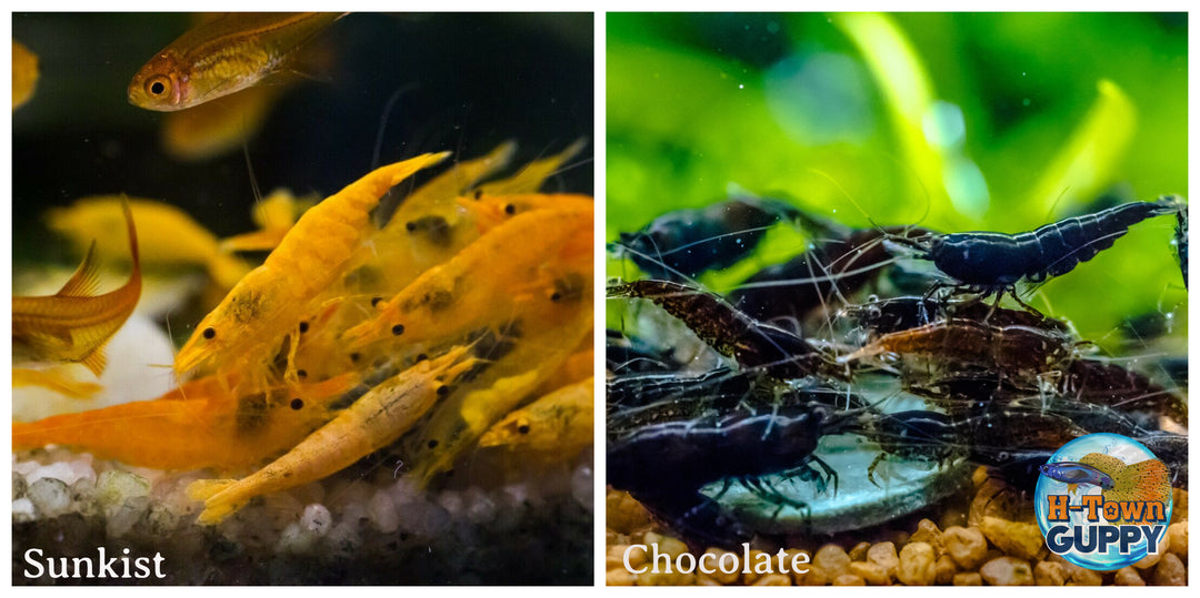 (COMBO ) 10+1 Sunkist & 10+1 Chocolate Freshwater Neocaridina Aquarium Shrirmp