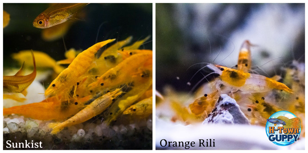 (COMBO ) 10+1 Sunkist & 10+1 Orange Rili Freshwater Neocaridina Aquarium Shrirmp