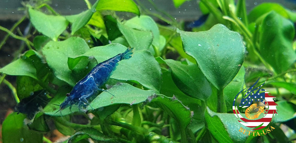 Blue Dream -  Freshwater Neocaridina Aquarium Shrimp. Live Guarantee - Betta USA Aquatic