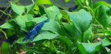 Blue Dream -  Freshwater Neocaridina Aquarium Shrimp. Live Guarantee