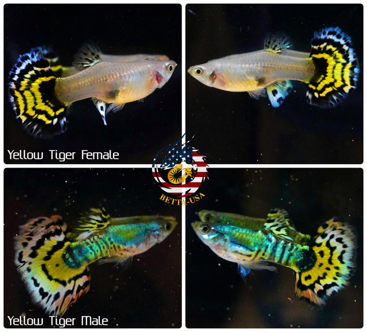 Aquarium Guppy Fish High Quality - Yellow Tiger Halfmoon
