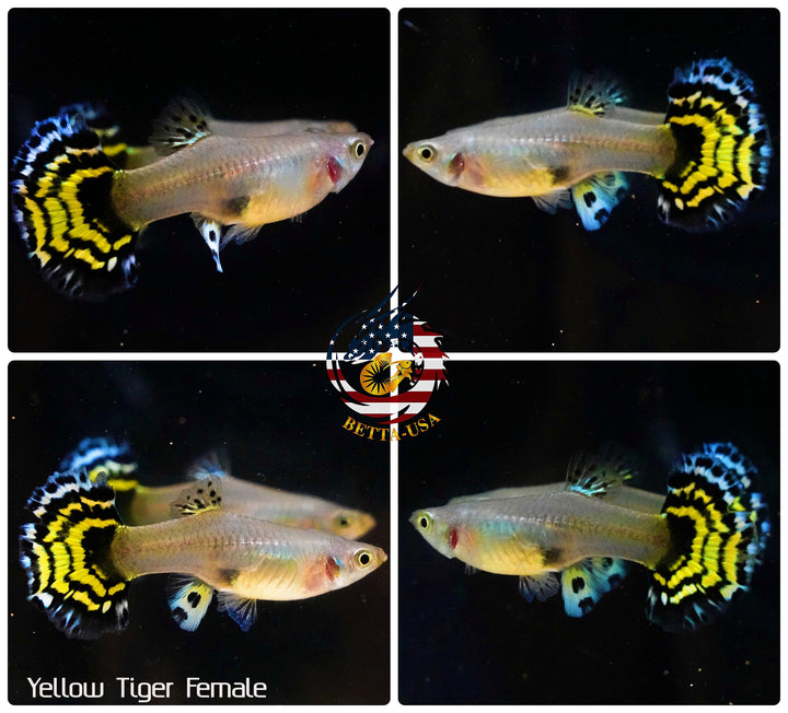 Aquarium Guppy Fish High Quality - Yellow Tiger Halfmoon