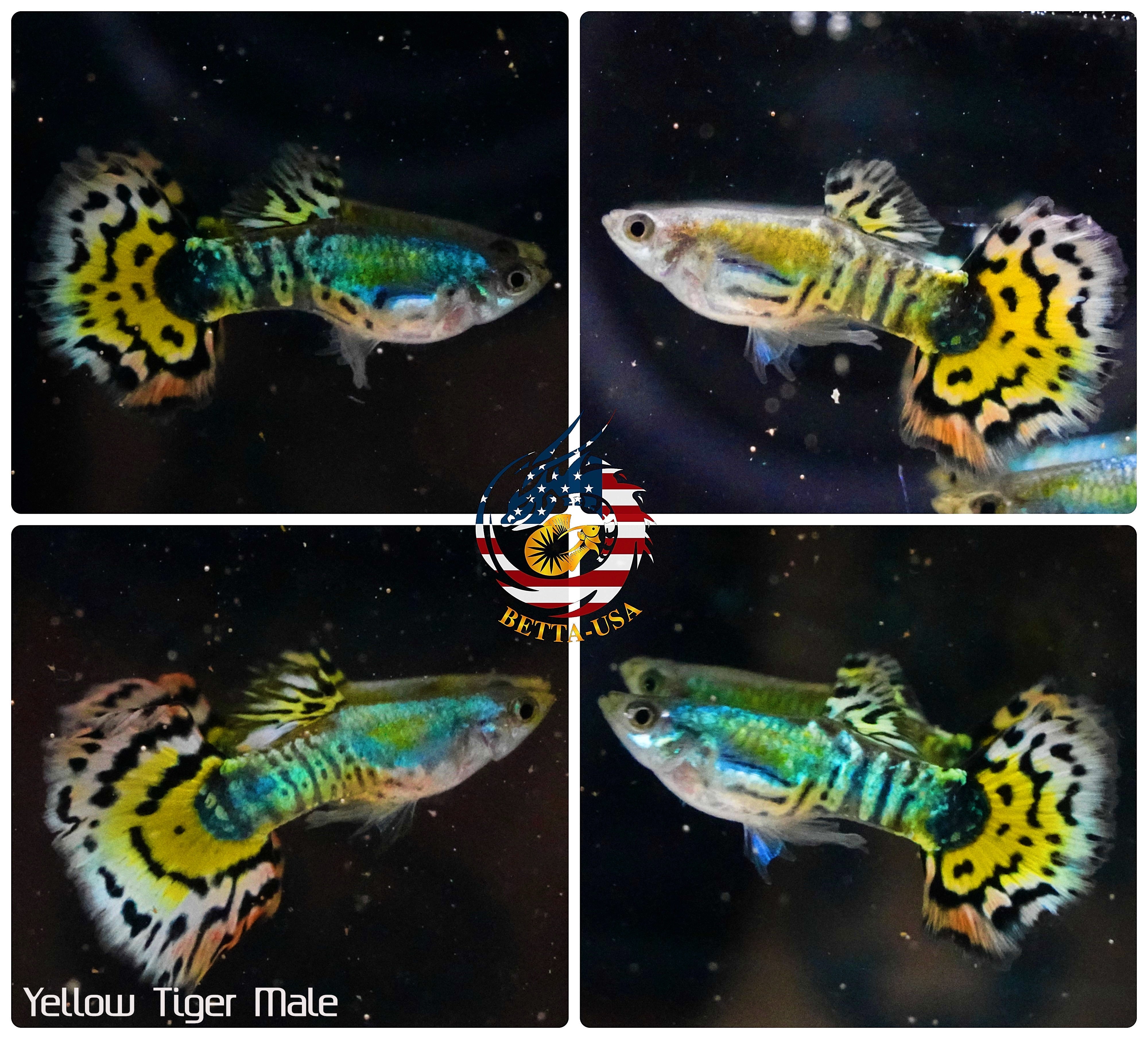 Aquarium Guppy Fish High Quality - Yellow Tiger Halfmoon