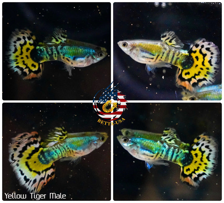 Aquarium Guppy Fish High Quality - Yellow Tiger Halfmoon