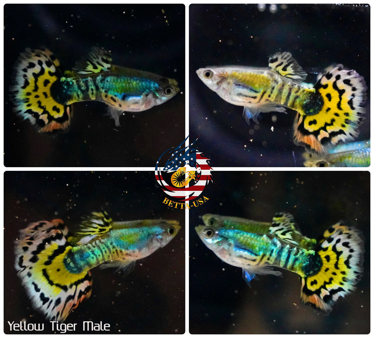 Aquarium Guppy Fish High Quality - Yellow Tiger Halfmoon - Betta USA Aquatic