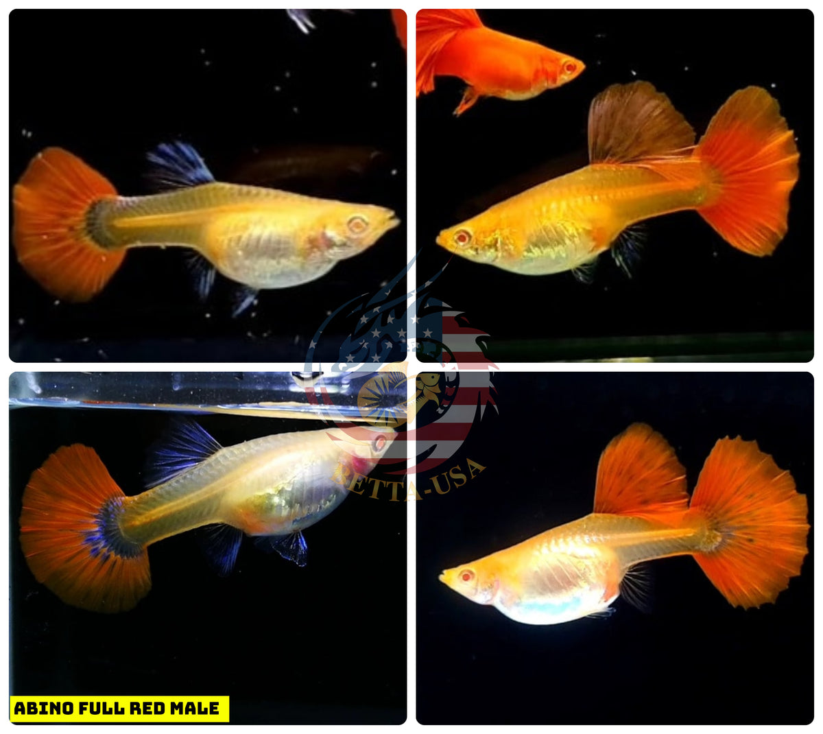 Live Aquarium Guppy Fish High Quality - Albino Full Red - Betta USA Aquatic
