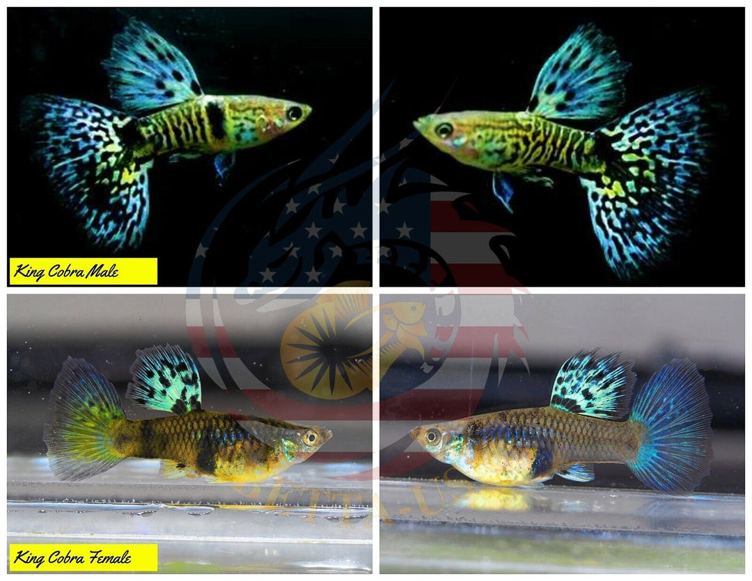 Aquarium Guppy Fish High Quality-  Mini King Cobra