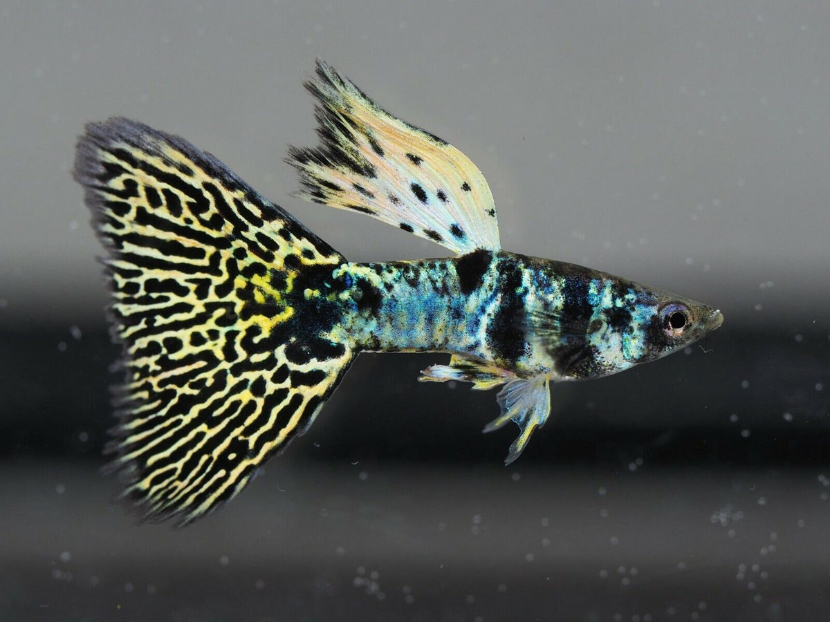 Aquarium Guppy Fish High Quality-  Mini King Cobra - Betta USA Aquatic
