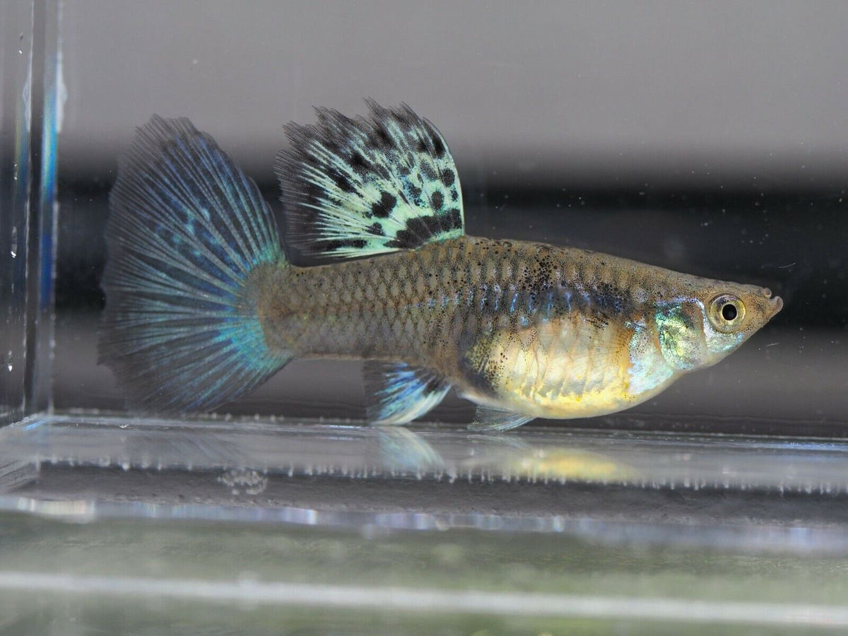 Aquarium Guppy Fish High Quality-  Mini King Cobra - Betta USA Aquatic