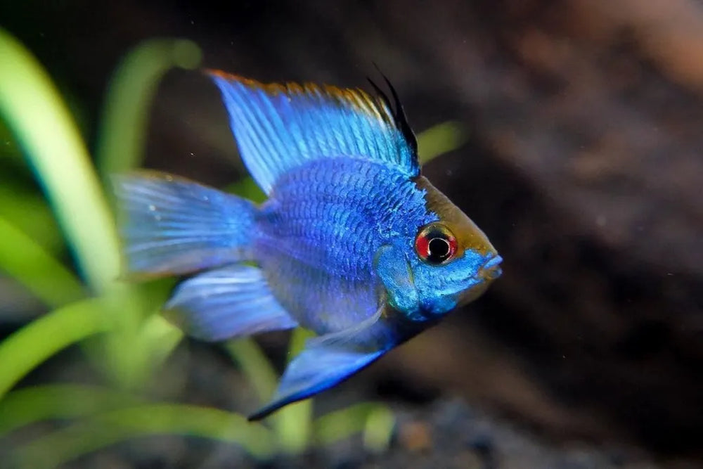 Breeding Pair - Electric Blue Balloon Ram - Betta USA Aquatic