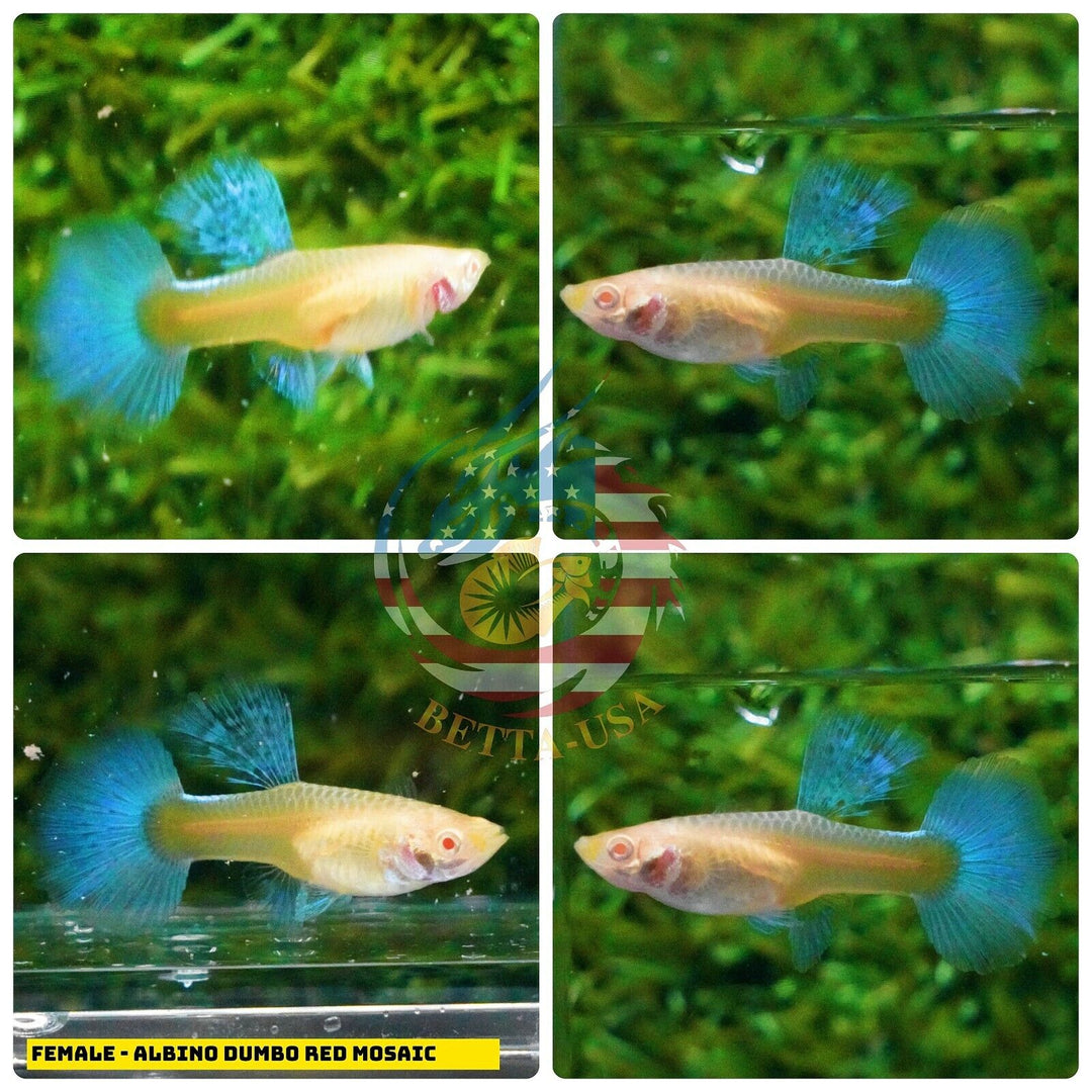 Live Aquarium Guppy Fish High Quality - Albino Red Mosaic
