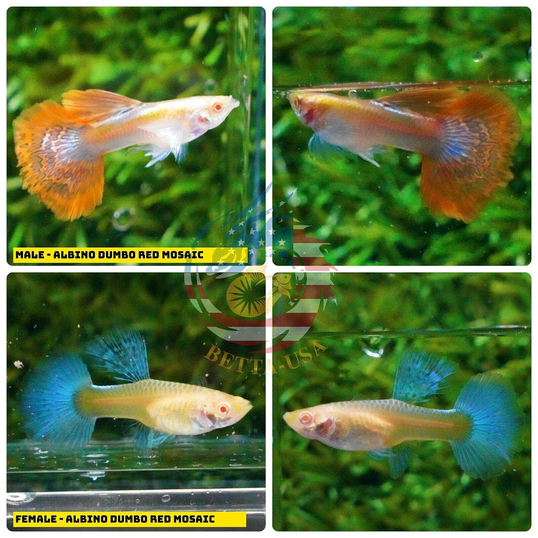 Live Aquarium Guppy Fish High Quality - Albino Red Mosaic