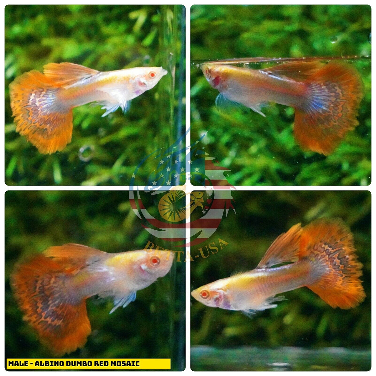 Live Aquarium Guppy Fish High Quality - Albino Red Mosaic - Betta USA Aquatic
