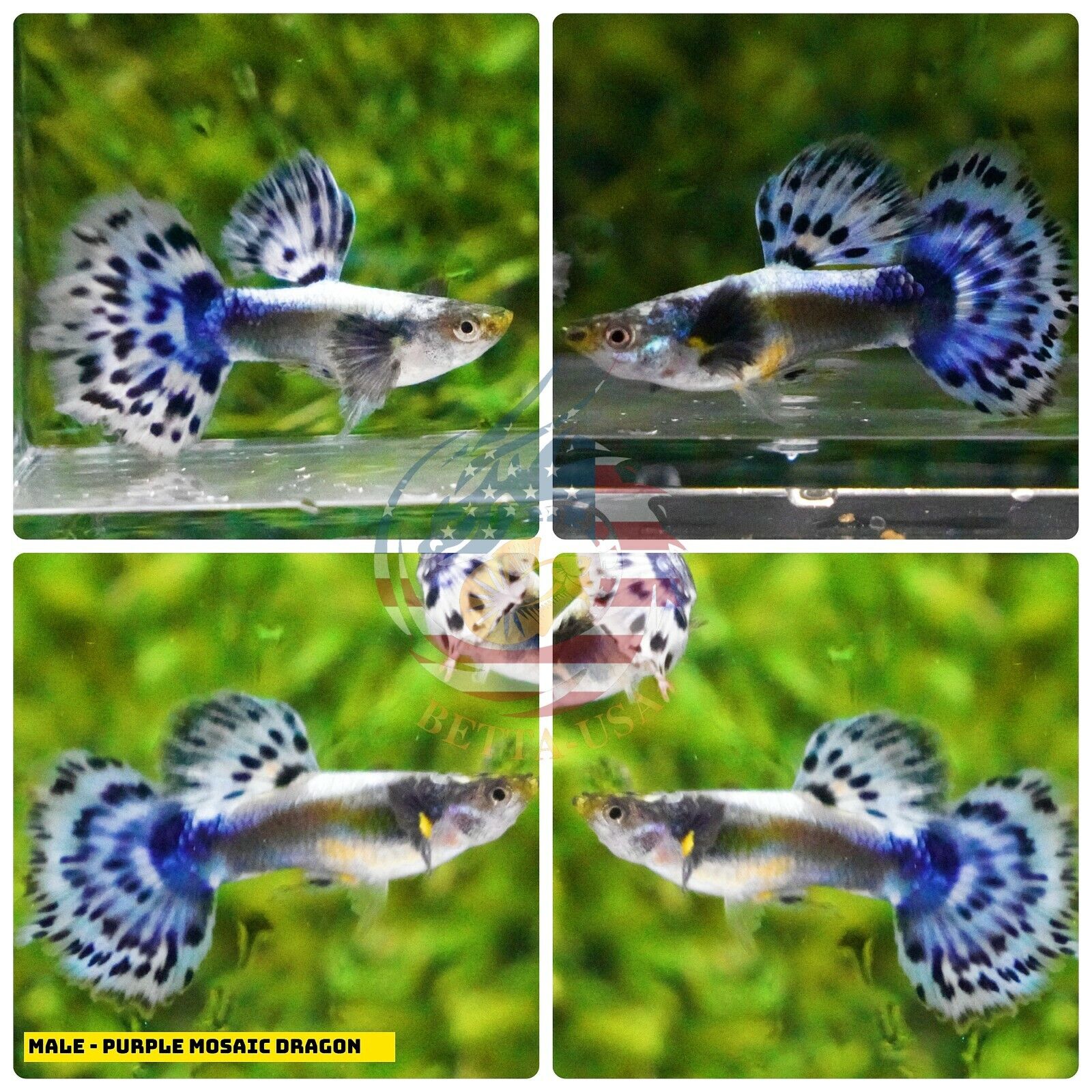 1 TRIO - Purple Dragon Halfmoon VIP Live Aquarium Guppy Fish High 1 TRIO - Purple Dragon Halfmoon VIP Live Aquarium Guppy Fish High
