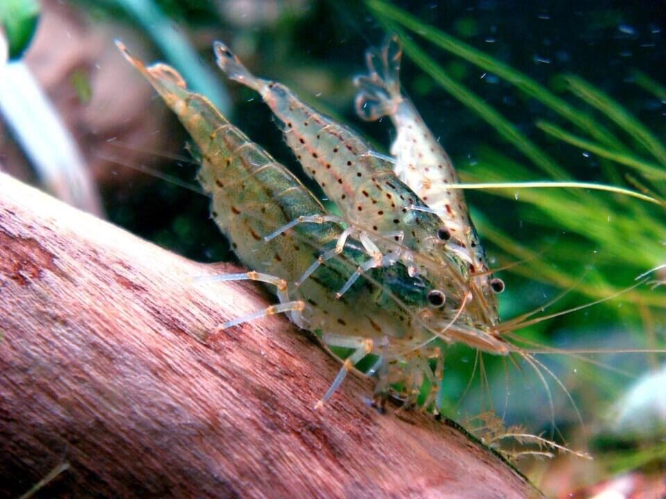 Amano Algae Eater - Freshwater Neocaridina Aquarium Shrimp. Live Guarantee