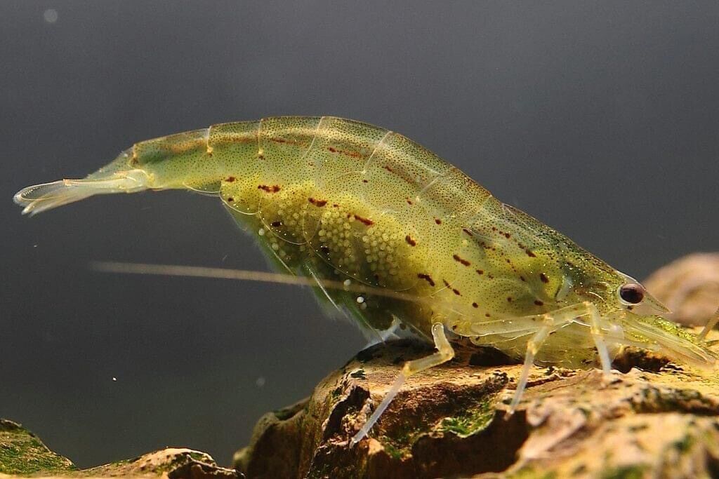 Amano Algae Eater - Freshwater Neocaridina Aquarium Shrimp. Live Guarantee