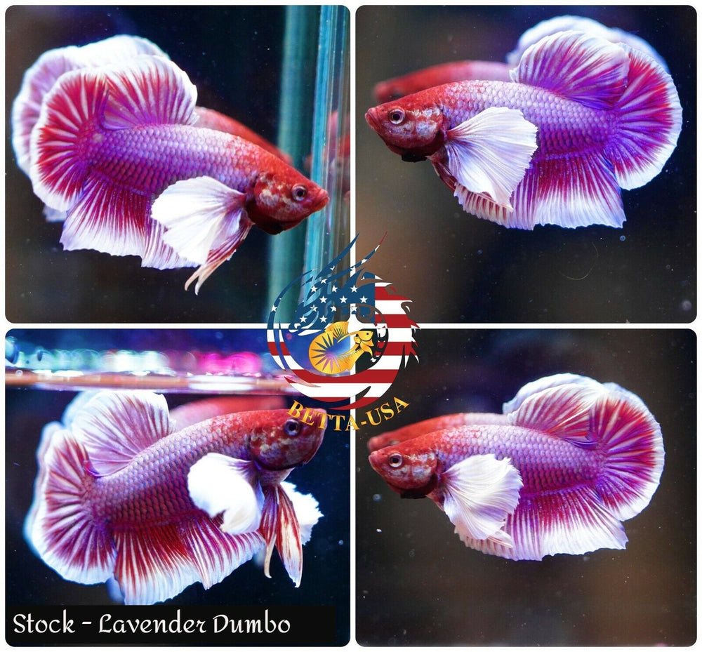 HMPK Lavender Dumbo - Betta USA Aquatic