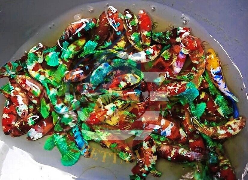 PREMIUM GRADE - Female Koi Galaxy for Sorority Tank - BUY 4 GET 1 FREE - Betta USA Aquatic